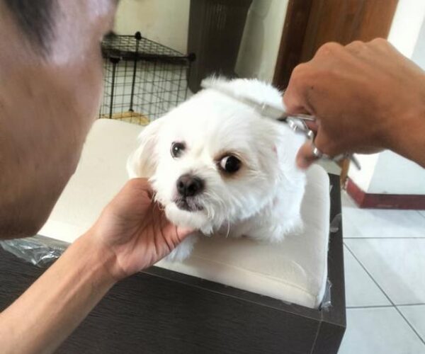 galeri kennopetgrooming (1)