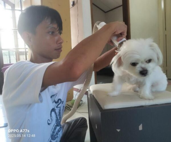 galeri kennopetgrooming (2)