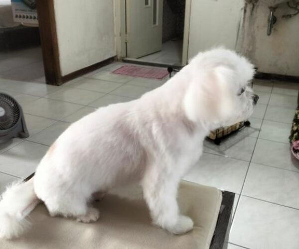galeri kennopetgrooming (3)
