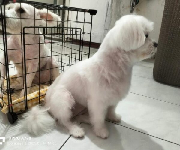 galeri kennopetgrooming (4)