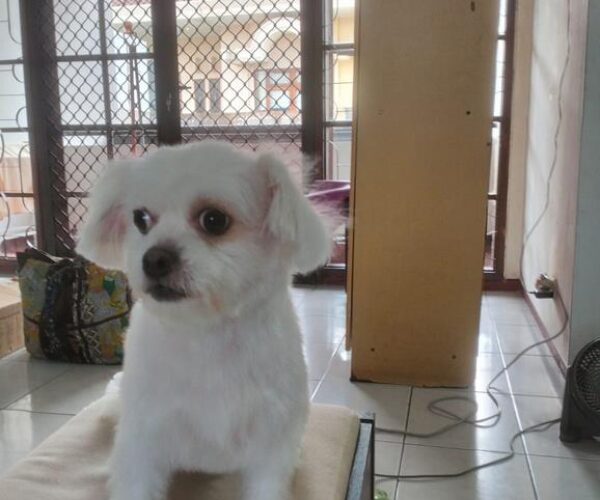 galeri kennopetgrooming (5)