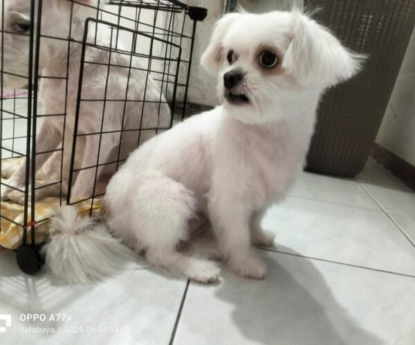 galeri kennopetgrooming (7)