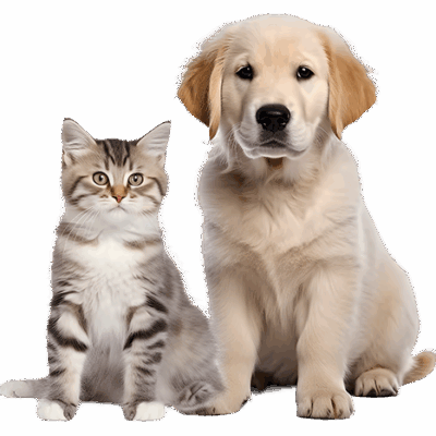 layanan1-kennopetgrooming layanan1-kennopetgrooming
