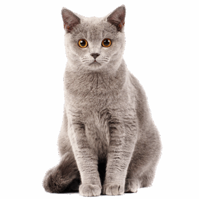 layanan2-kennopetgrooming