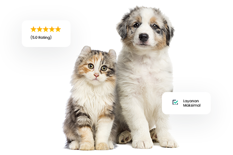 profil-kennopetgrooming profil-kennopetgrooming
