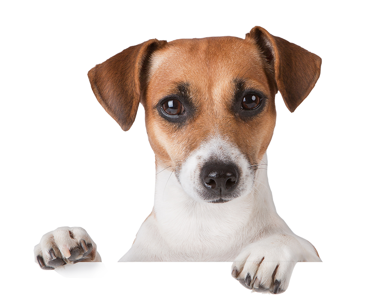 subhead-kennopetgrooming