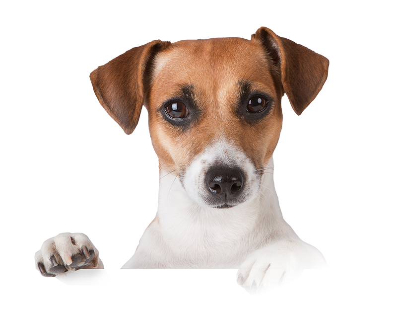 subhead1-kennopetgrooming